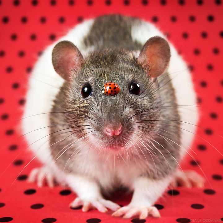 えっ ネズミってこんなに可愛かったの モフモフキュートな写真集に目が釘付け ハフポスト Life