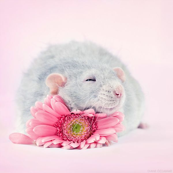 This Photographer Fights Rat-Phobia With Irresistibly Cute Pictures ...