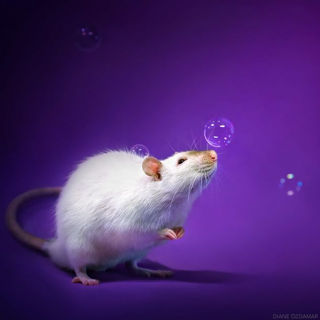 Una fotógrafa combate la fobia a las ratas con estas irresistibles