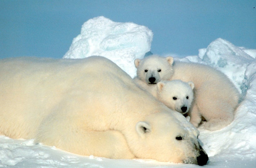 Polar bears are on of hundreds of species endangered by Trump’s dangerous appointees overseeing the Department of Interior.