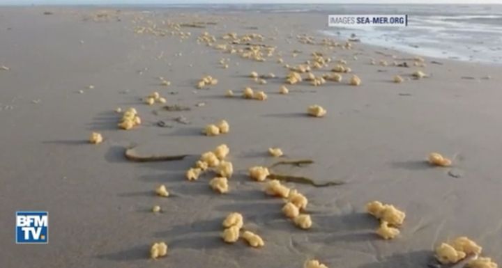 The sponges have landed on the English Channel coastline of France's northern Pas-de-Calais department