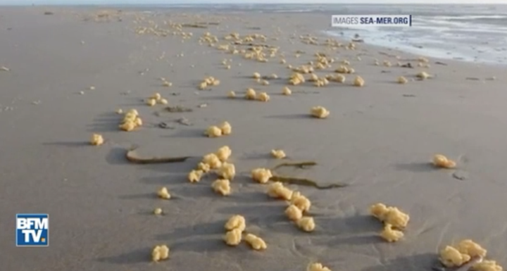 Thousands of Mysterious Yellow Sponges Wash Up On French Beaches