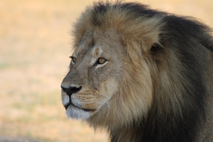 Cecil the Lion was killed by a hunter in 2015 