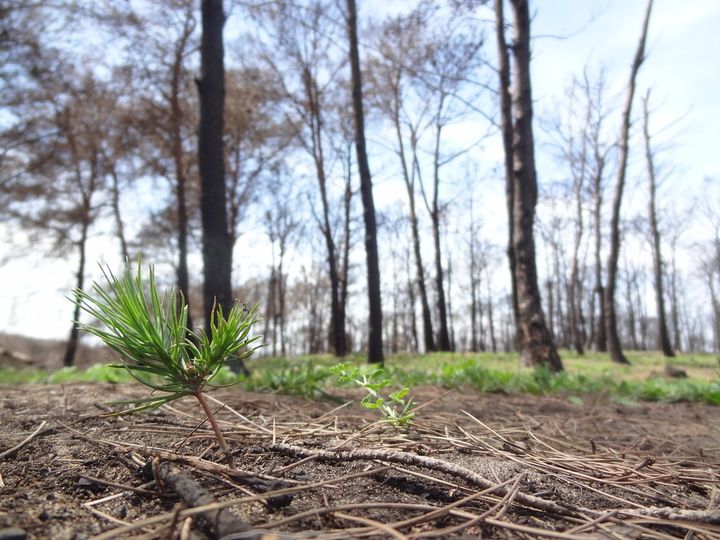  Forest fires are a key part of the lifecycle of the woods, but they can also be deadly. 