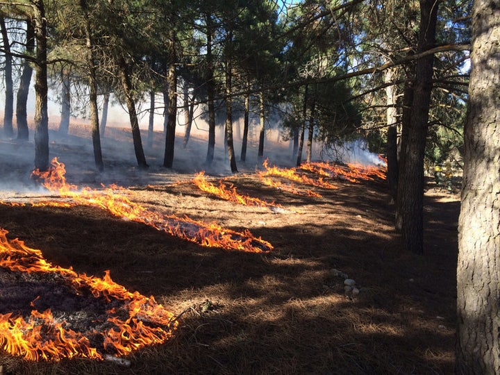 Planned burning is undertaken in Albacete, in east-central Spain.