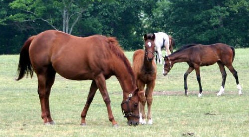 <strong>Gold Mover with foal at foot.</strong>