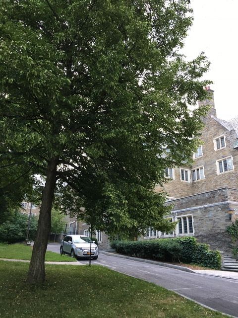 Linden Tree (Tilia cordata), southwest corner of Balch, Cornell University campus