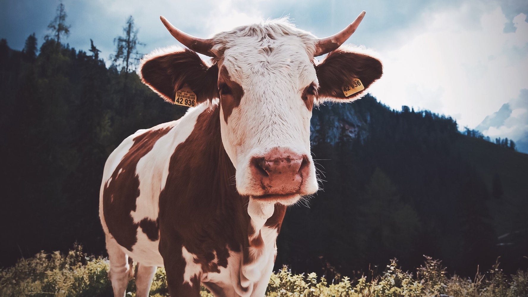 A Cow's 'Mind Blowing' Ability To Fight HIV Could Lead To A Human Vaccine HuffPost UK Tech