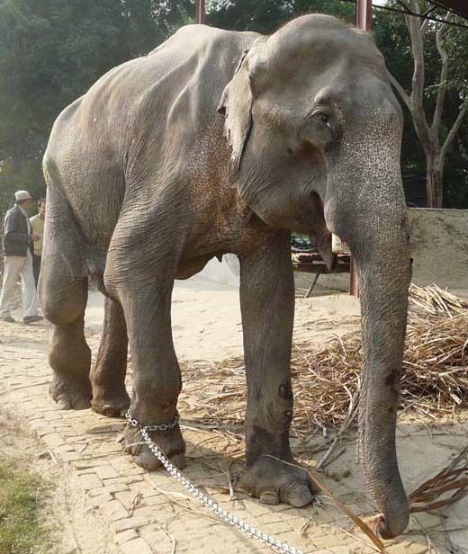 Bhola in work chains. The 45-year-old elephant was severely injured after being hit by a truck while walking a busy highway for his owner.