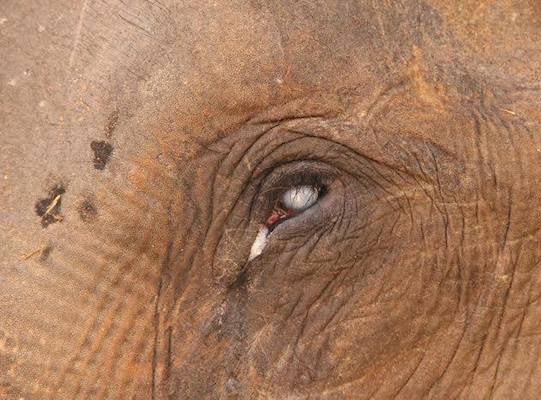 Close-up of Suzy, a 67-year-old elephant who went blind as a result of neglect and mistreatment in an circus. 