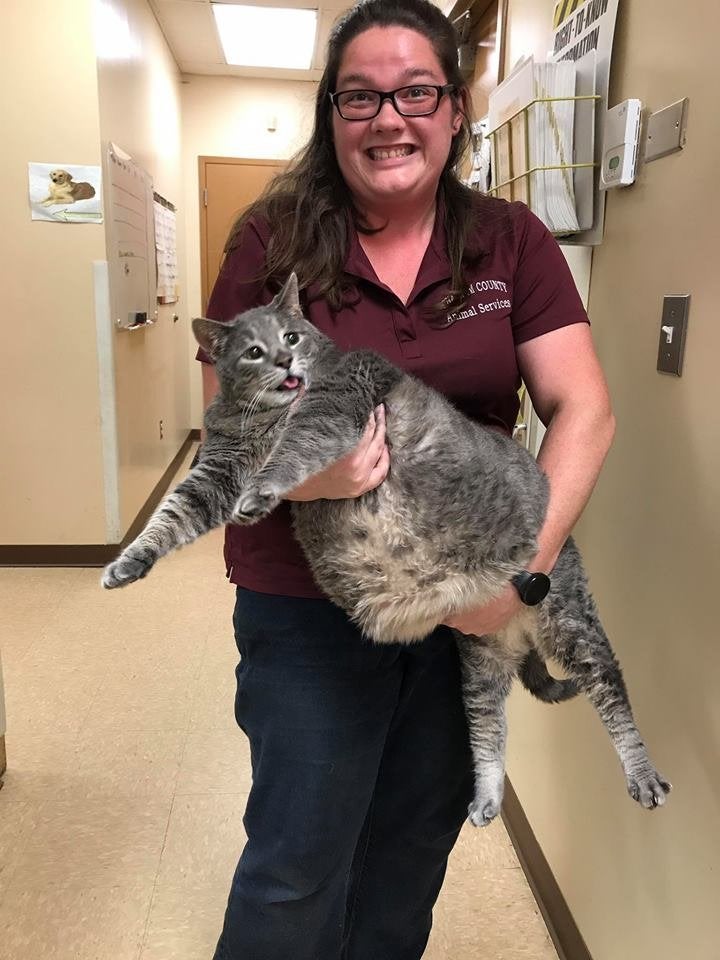 Mr. Handsome is adorable, but he'll need to go on a veterinarian-managed weight loss plan for his health.