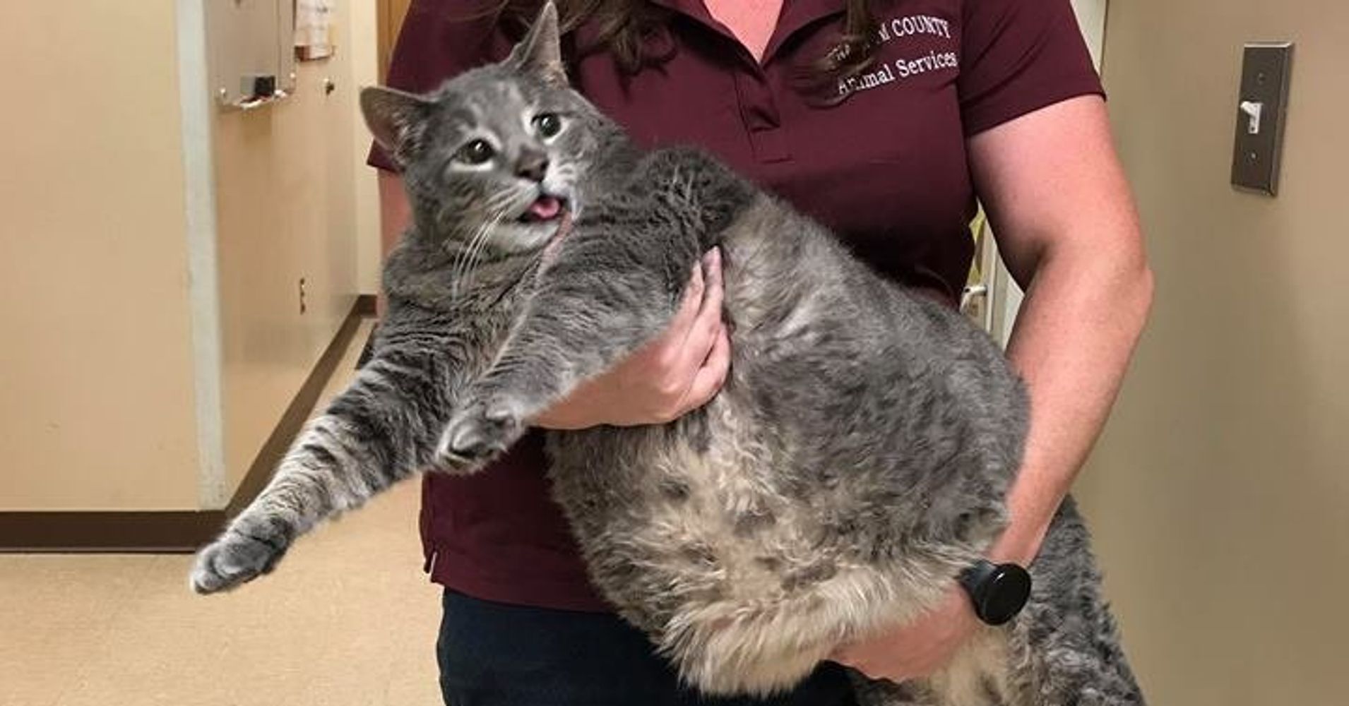 The Internet Is In Love With This Enormous 'Stray' Cat Named Mr ...