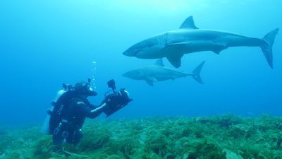 Studying sharks where they really live 