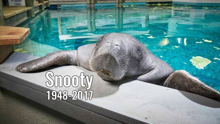 Snooty died in an accident on Sunday. He was 69. 