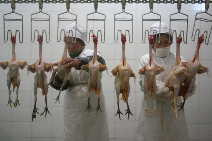 Chlorinated chicken is common in the US. The process is used worldwide, but banned in the EU (stock photo)