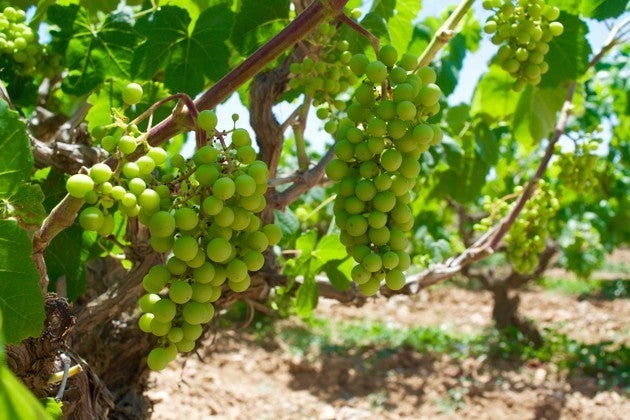 Grapes in the Bodegas Torres vineyard (Andrea Marks)