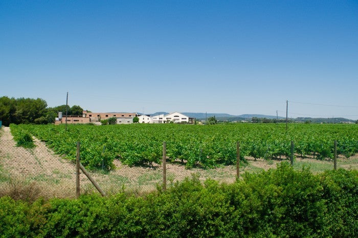 The Torres vineyard in Catalonia (Andrea Marks)