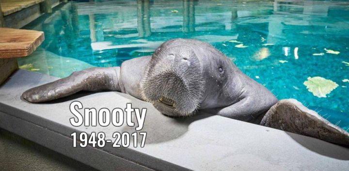 Snooty, the world’s oldest-known manatee, has died at the age of 69.