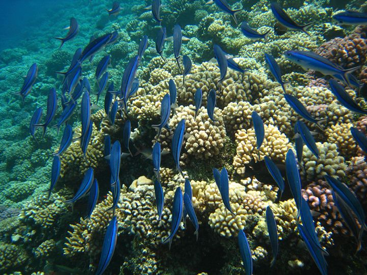 Coral reefs are hugely important for both marine biodiversity and for artisanal fisheries.