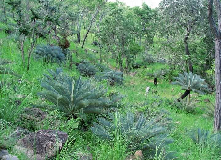 Cycads are among the species groups facing greatest threats. 