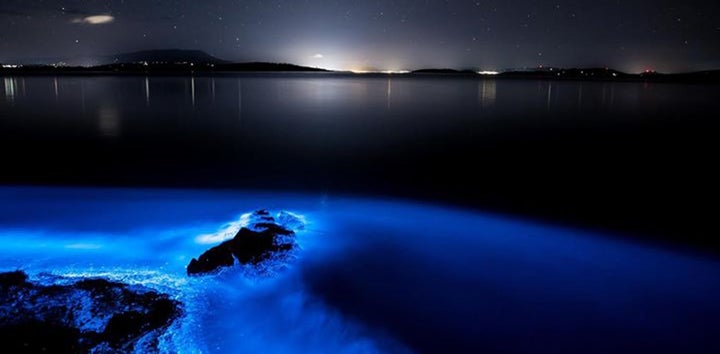 Stock photo of Bioluminescent Sea-fireflies (Vargula hilgendorfii