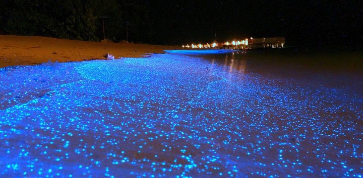 Bioluminescent algae bloom dazzles beachgoers