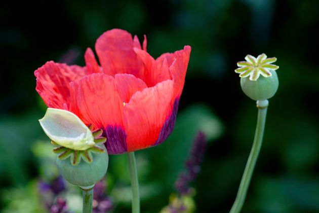 Yes, Poppy Seeds Contain Opiates, And Here's What You Need To Know ...