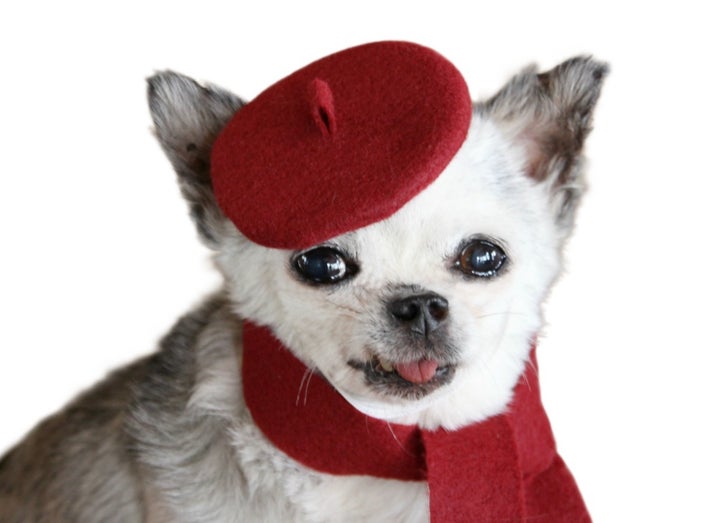 <p>Teddy, puppy mill survivor and inspiration behind “Paw Prints Against Puppy Mills” </p>