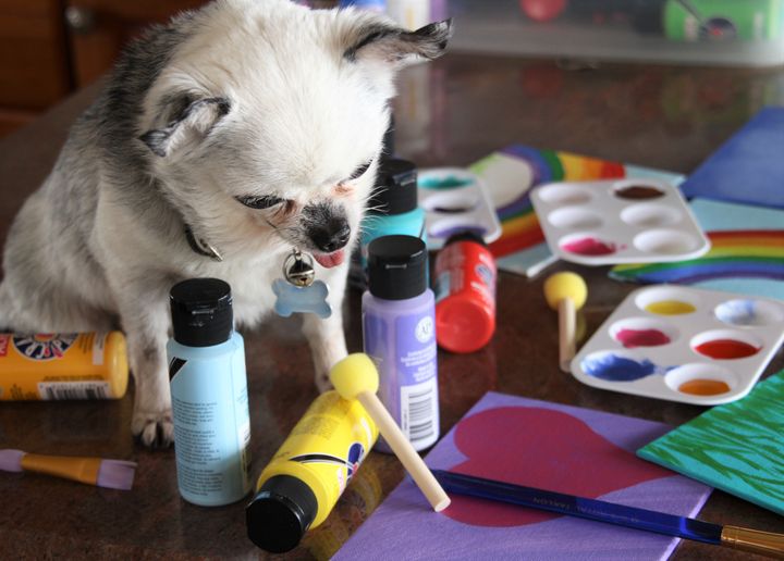 <p>Teddy, puppy mill survivor and artist, hard at work</p>