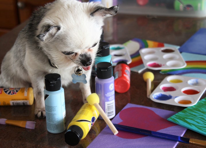 Teddy, puppy mill survivor and artist, hard at work