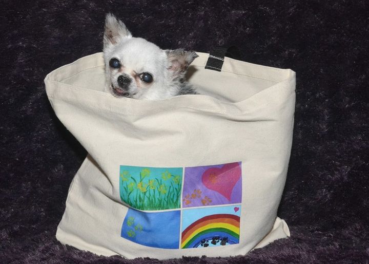 Teddy modeling at tote bag which includes images of his latest collection of paw print art