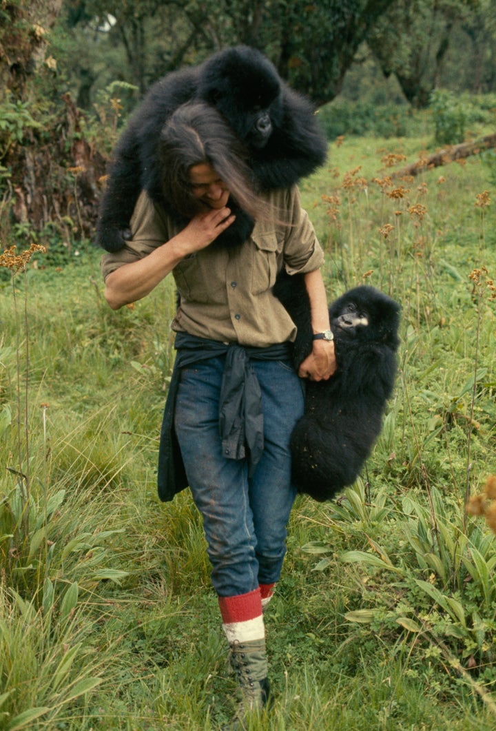 Fossey with Pucker Puss and Coco. She nursed both back to health after their capture and imprisonment.