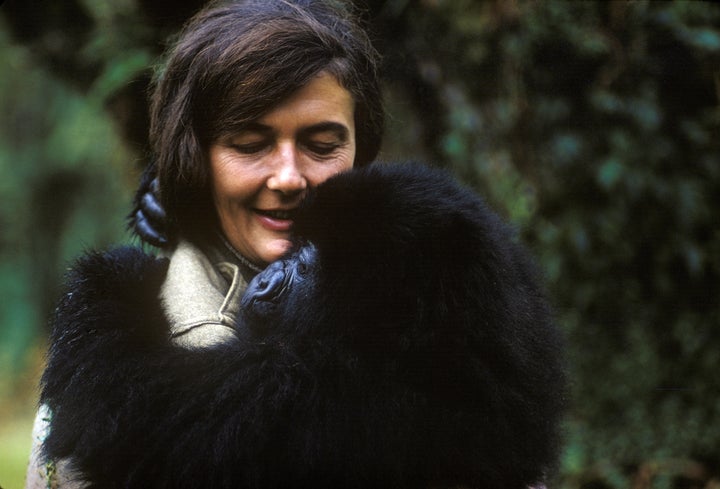 Dian Fossey holds a mountain gorilla that she nursed back to health.