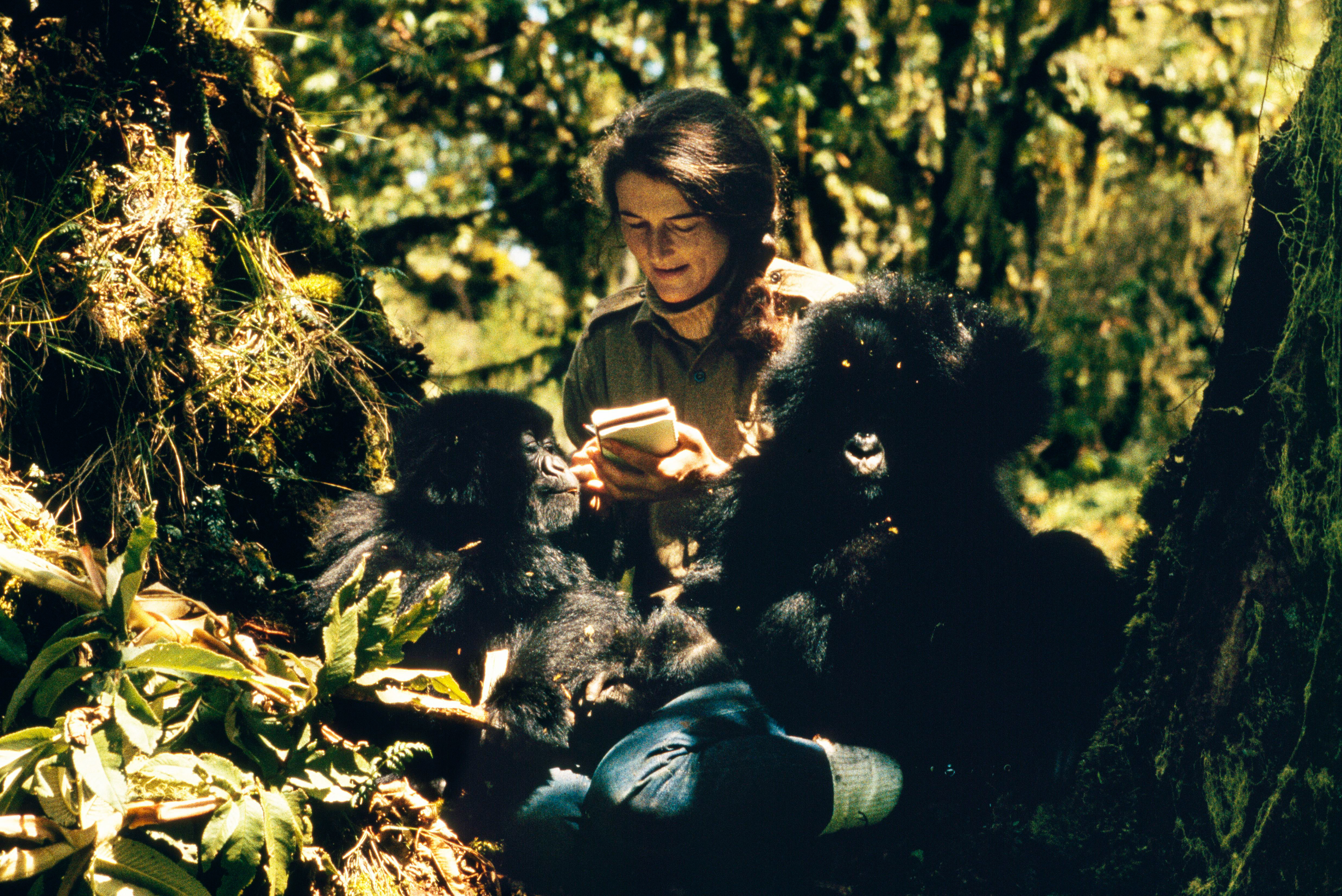 Dian Fossey, Famed Primatologist Slain In 1985, Featured In New Series ...