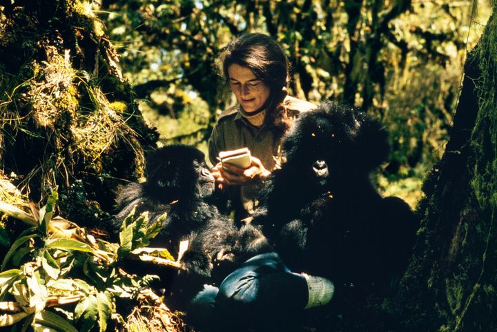Dian Fossey with Pucker Puss, a captive 2-year-old female gorilla, and Coco, a 16-month-old male.