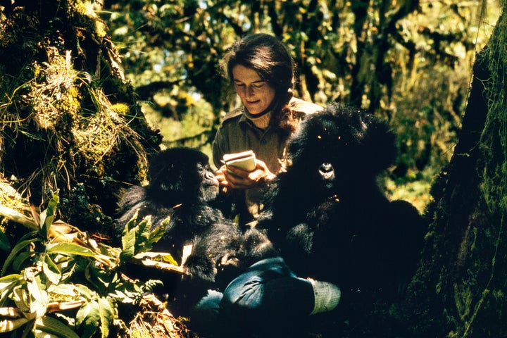 Dian Fossey with Pucker Puss, a captive 2-year-old female gorilla, and Coco, a 16-month-old male.