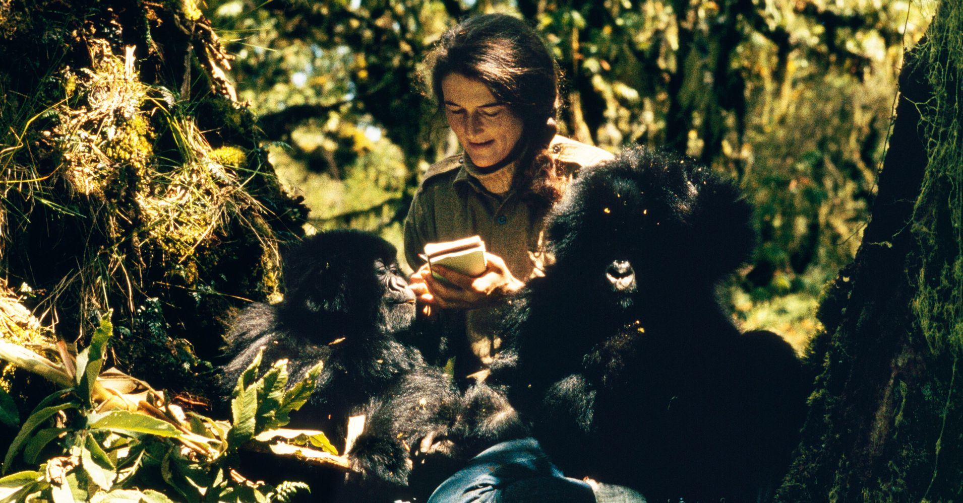 Dian fossey презентация