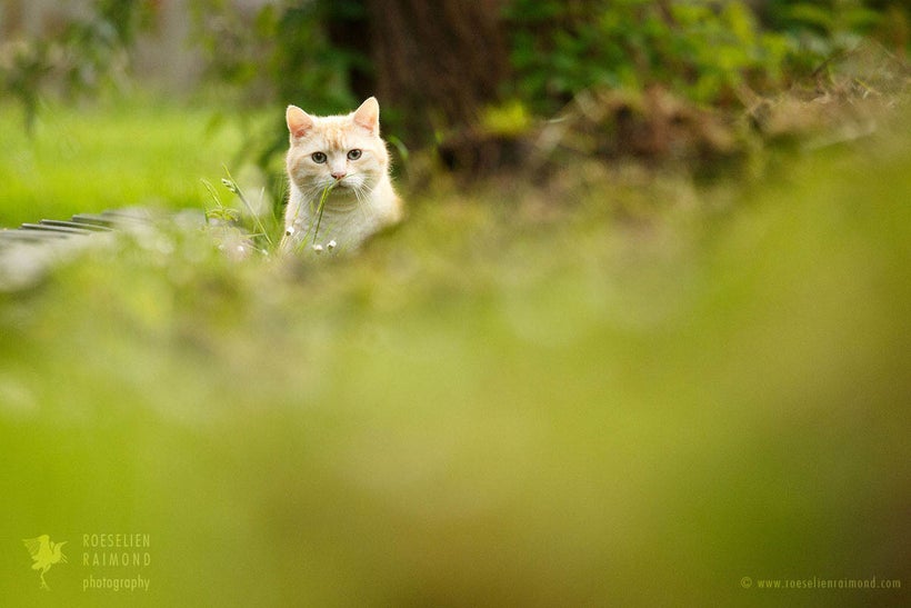 A cat, just following its nature
