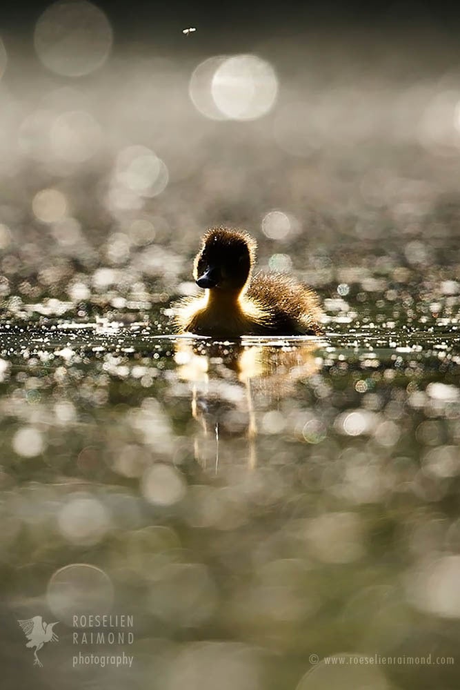 The duckling and the mosquito