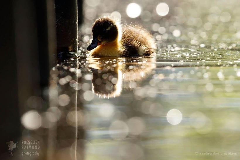 After just 3 days, just one of the eight ducklings was left