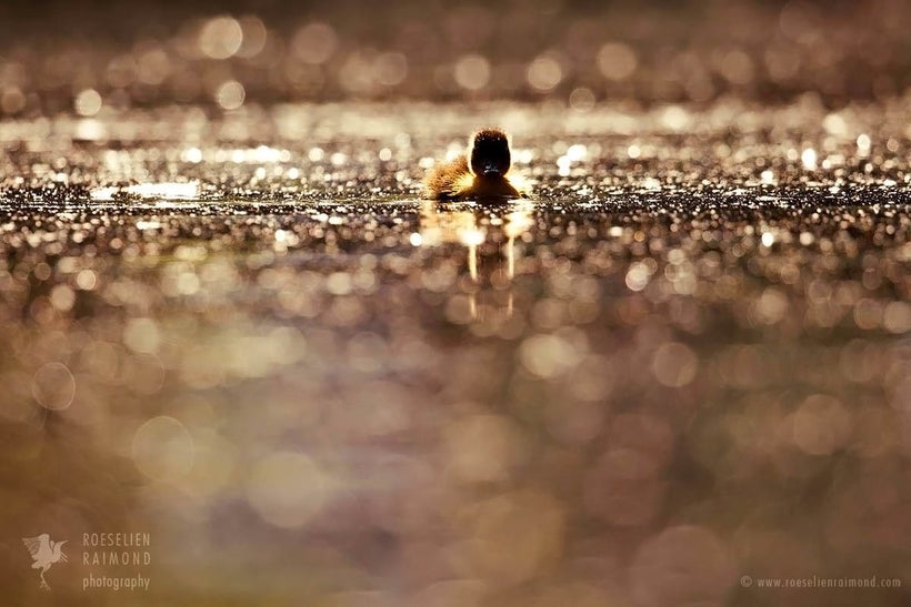 This little duckling must have spent its short life watching its siblings either been pulled underwater, or dragged into ai