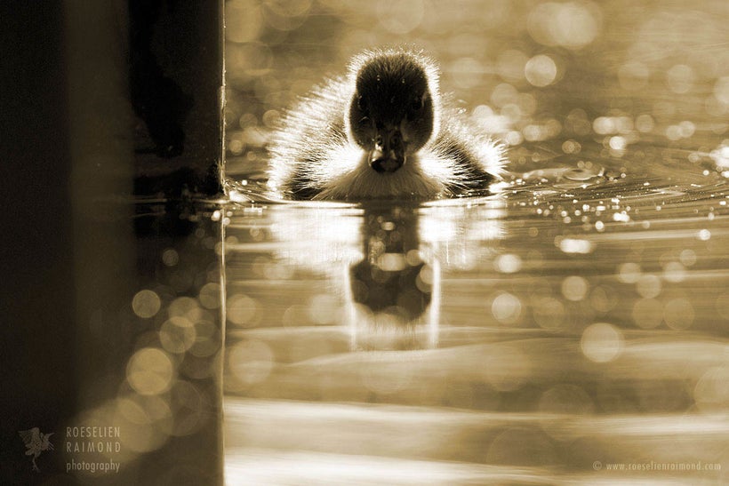 The unbearable sadness of being a duckling.