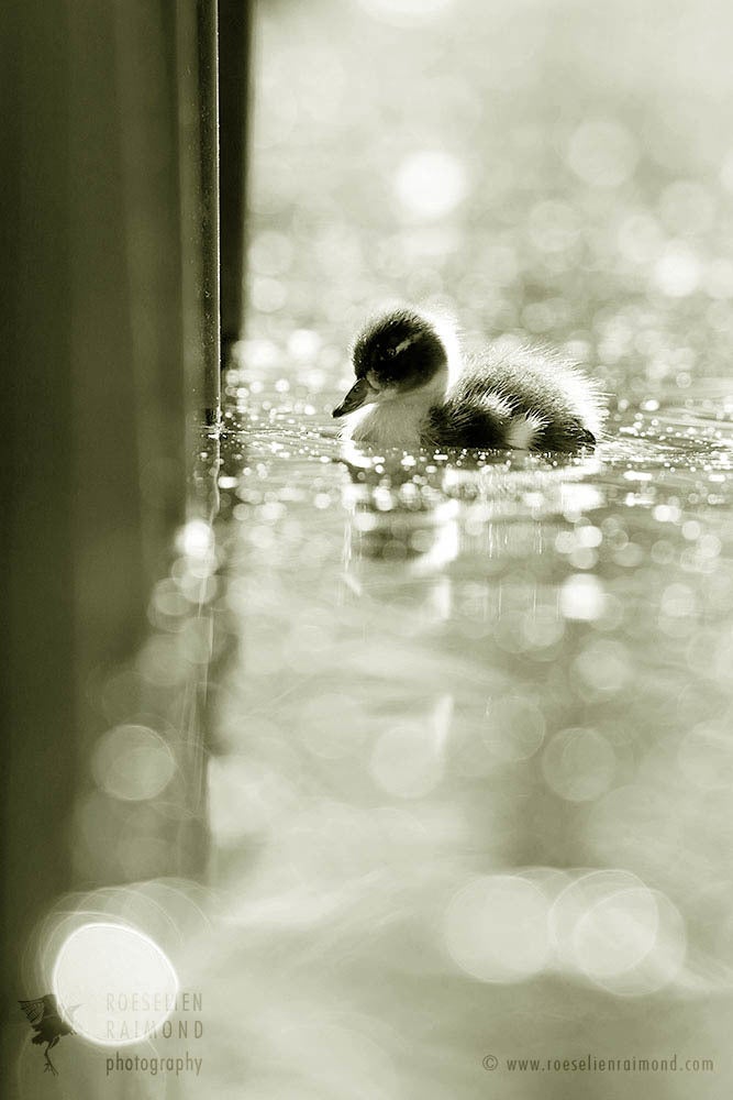 Statistically, it was likely that this lonely duckling was swimming its last hours. And I might be wrong, but somehow it occ
