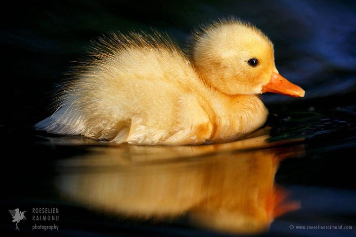  The cute yellow ones, the beach-duck version 