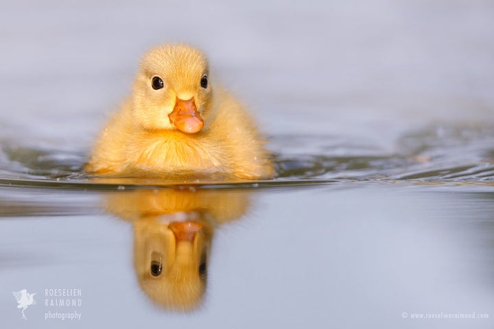  The thought of these eight ‘reborn’ ducklings immediately cheers me up 