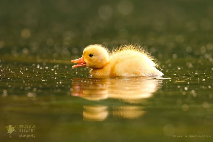  nnocence in duck-shape 