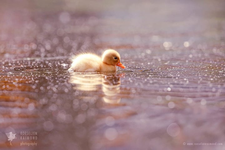 <p> t may sound crazy, but it seems that these little yellow fluffies somehow radiate their innocence. </p>