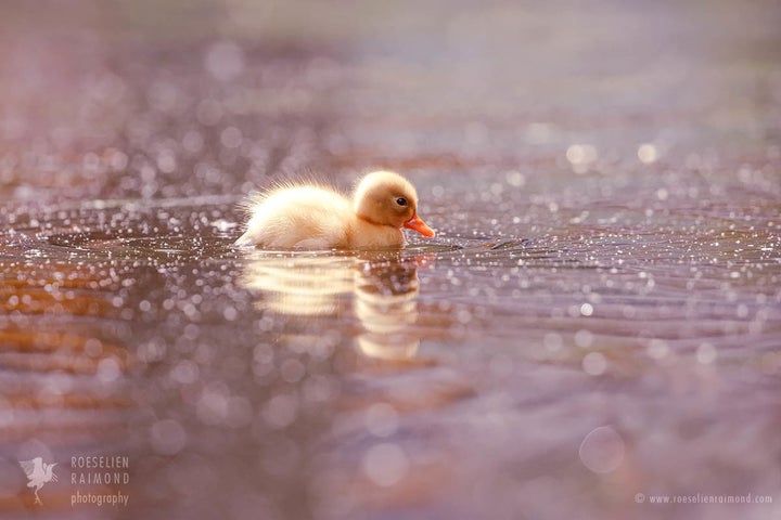  t may sound crazy, but it seems that these little yellow fluffies somehow radiate their innocence. 