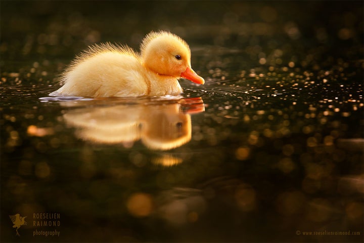  They seem to illuminate the murky-dark water and the egg-yellow light is spreading itself over the black surface in the shape of countless happy sparkles, re transforming this obscure lake of death into bird paradise again. 