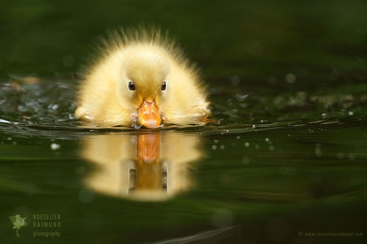 <p> The Power of Cuteness </p>